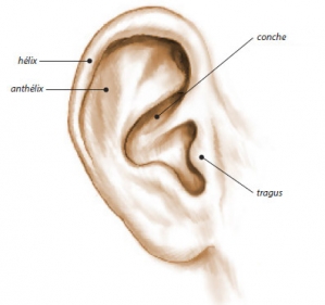 Anatomical diagram of the ear.